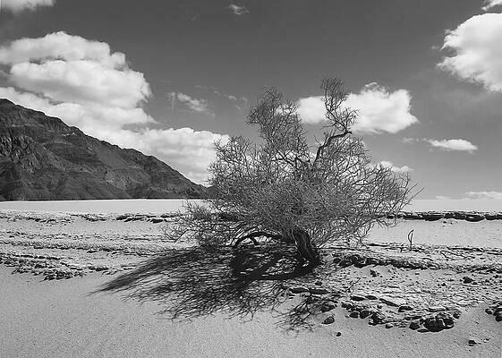 Wall Art featuring the photograph Visions Of Eureka Dunes by Joe Schofield