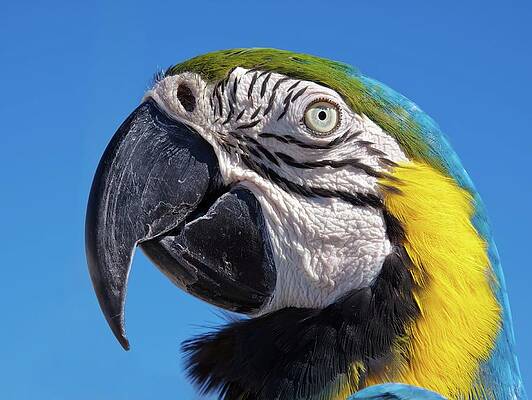 Mexico Wall Art featuring the photograph Eye Contact - Colorful Parrot's Head by Tatiana Travelways
