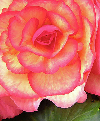Photograph - Eye Of The Rose by Randall Dill