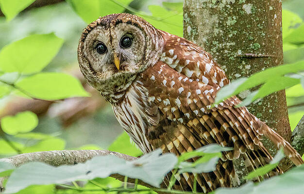 Natural Photograph - Eye To Eye Owl Contact by Marcy Wielfaert