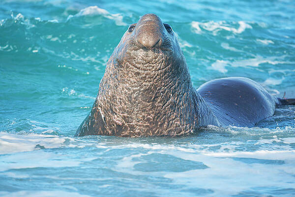 Elephant Wall Art featuring the digital art Falkland Islands, Southern Elephant Seal (mirounga Leonina) On Sea Lion Island, Atlantic by Marco Simoni