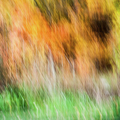 Abstract Wall Art featuring the photograph Fall Colors - Abstract Nature by Shankar Adiseshan