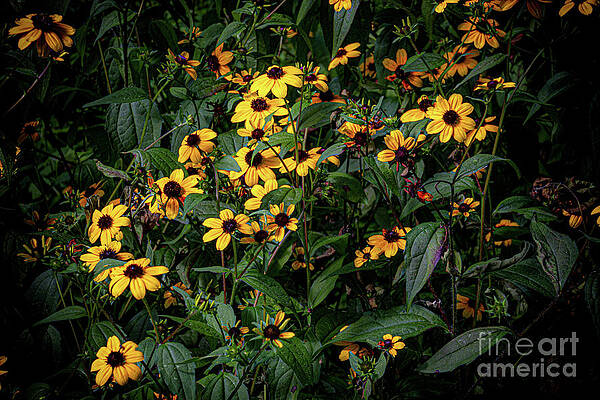 Fall Photograph - Fall Flowers by William Norton
