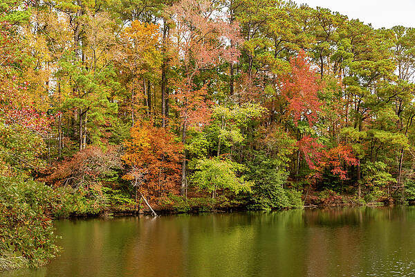 Reflection Wall Art featuring the photograph Fall In The Water by Donna Twiford