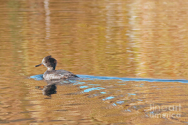 Fall Photograph - Fall Merganser by Natural Focal Point Photography