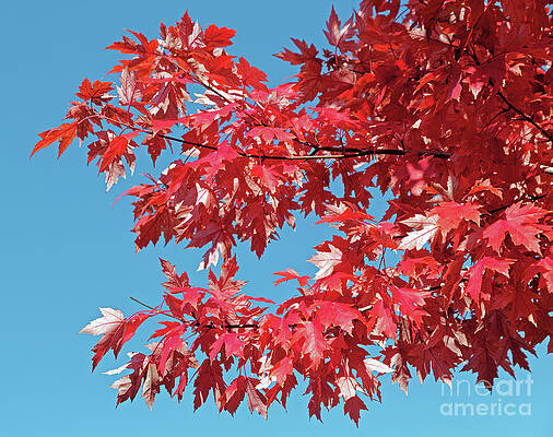 Fall Photograph - Fall Red Leaves by Natural Focal Point Photography