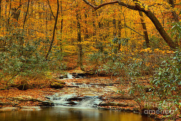 Wilderness Wall Art featuring the photograph Fall Under The Foliage by Adam Jewell