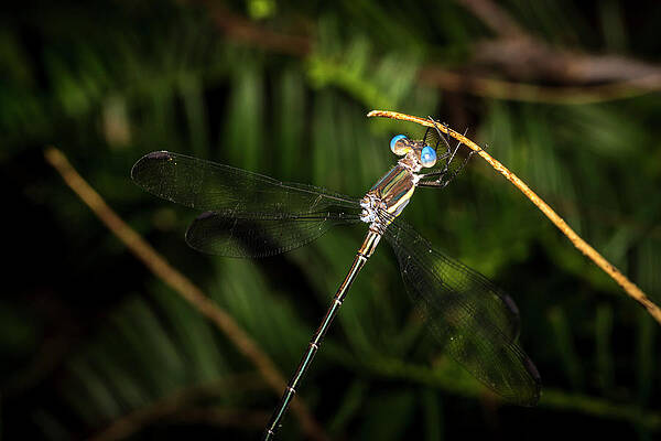 Natural Photograph - Familiar Bluet by David Morefield