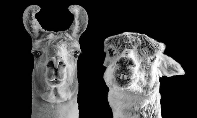 Funny Photograph - Farm Buddies by Jonny D