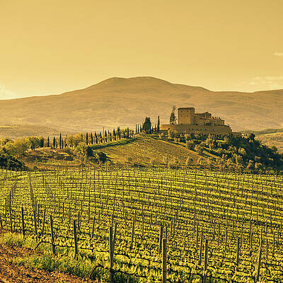 Wall Art featuring the photograph Farm Tuscany Vineyard by Deimagine