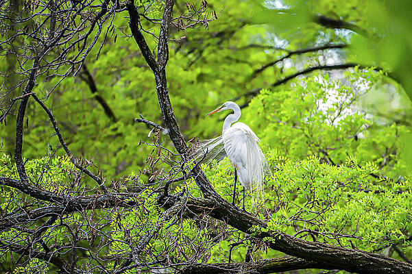 Beautiful Wall Art featuring the photograph Feathers In The Wind by James Overesch