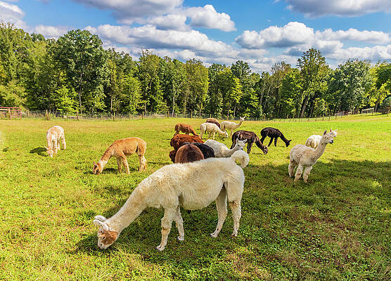 Funny Photograph - Field Of Alpacas by Jonny D