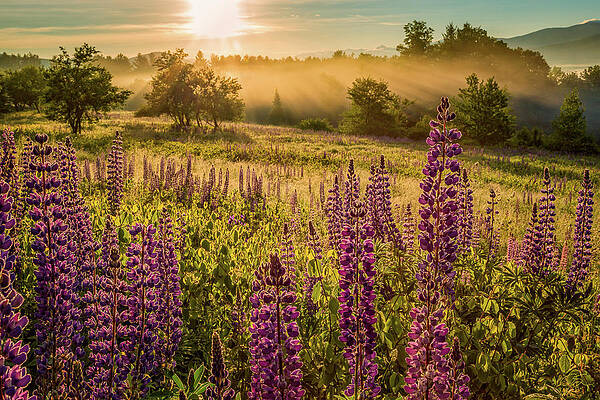 Mountain Wall Art featuring the photograph Fields Of Lupine by Jeff Sinon