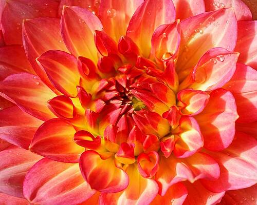 Wall Art featuring the photograph Fire Dahlia by KJ Swan