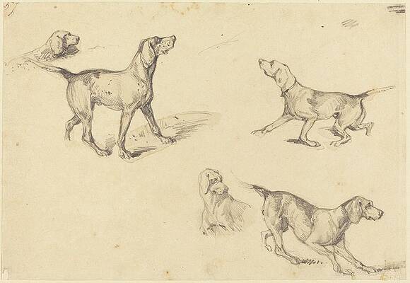 Five Studies of a French Pointer Wall Art