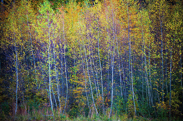 Fall Wall Art featuring the photograph Flaming Aspens by Steven David Roberts