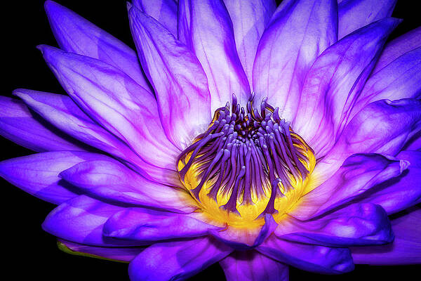 Summer Photograph - Flaming Heart Waterlily by Susan Candelario