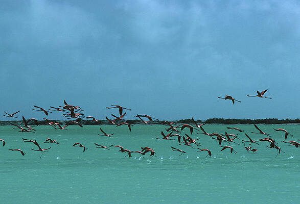 Flock of Flamingos in Flight Wall Art