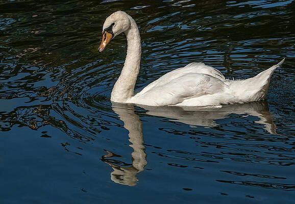 Water Wall Art featuring the photograph Floating Swan by Jean Noren
