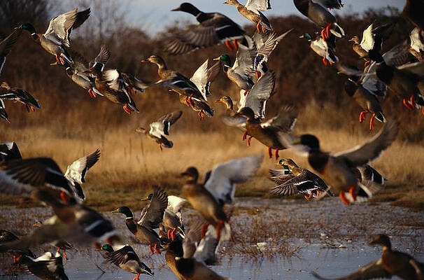 Wall Art featuring the photograph Flock Of Mallard Ducks Anas by Art Wolfe