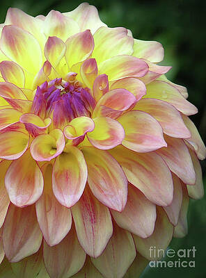 Photograph - Dahlia Fantasy by Randall Dill