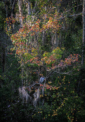 Bird Wall Art featuring the photograph Florida Fall Colors by Steven Sparks