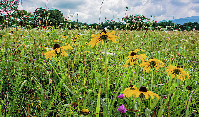 Tennessee Photograph - Flowers Of The Field, Cades Cove by Marcy Wielfaert