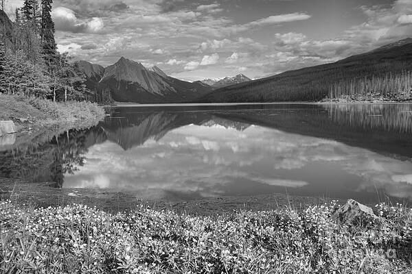 Wall Art featuring the photograph Flowers On The Edge Of Medicine Lake Black And White by Adam Jewell