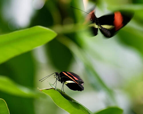 Vibrant Photograph - Flutter By, O Butterfly -- Red Postman Butterflies At California Academy Of Sciences, California by Darin Volpe