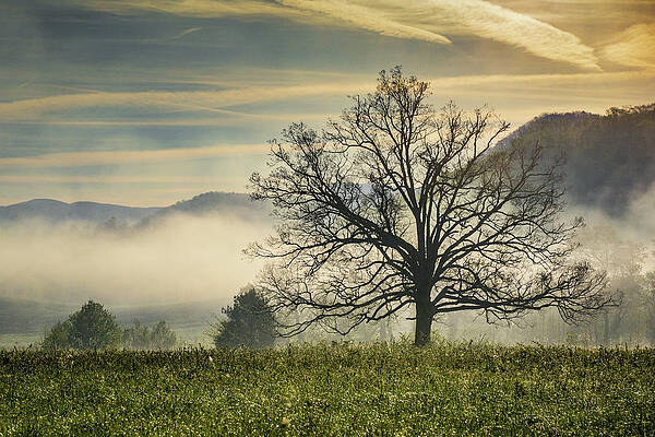 Wall Art featuring the photograph Foggy Early Am by Lloyd Gillies