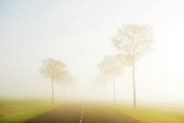 Foggy Wall Art featuring the digital art Foggy Tree-lined Road by Jordan Banks