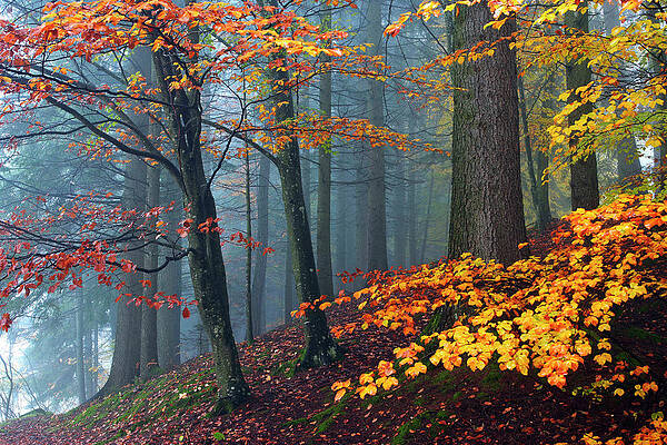 Autumn Wall Art featuring the digital art Forest by Nicola Angeli
