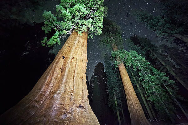 Impressive Wall Art featuring the digital art Forest Of Giant Trees by Maurizio Rellini