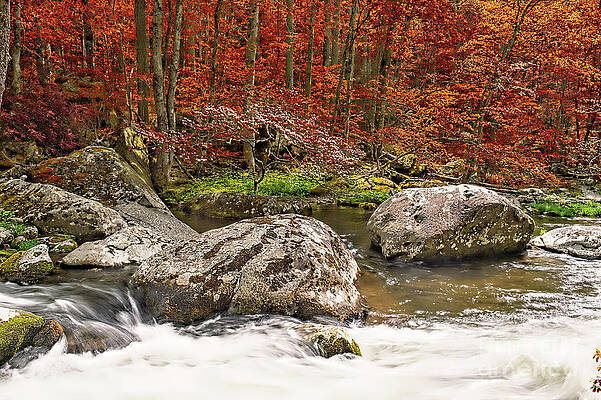 Vibrant Photograph - Forest, River And Fall Colors by Stefano Senise