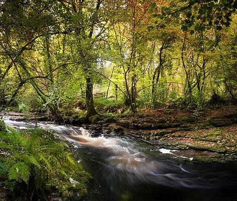 Nature Photograph - Forest Stream by Mark Callanan