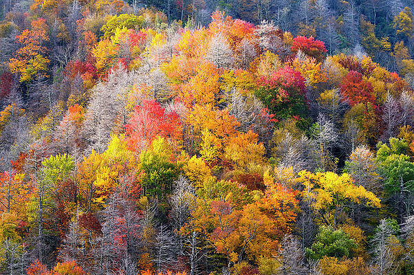Yellow Wall Art featuring the digital art Forest With Autumn Colors by Heeb Photos