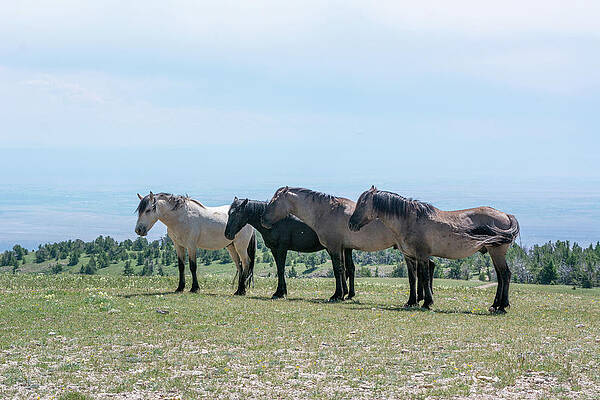 Wyoming Photograph - Four Bachelors Mustangs by Douglas Wielfaert