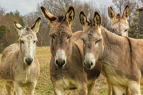Tennessee Wall Art featuring the digital art Four Friendly Mules by Douglas Wielfaert