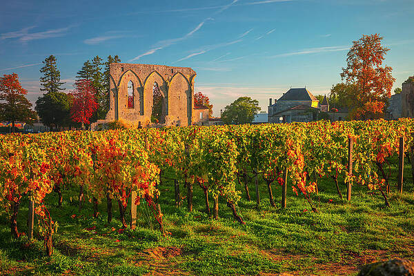 Autumn Wall Art featuring the digital art France, Nouvelle-aquitaine, Saint-emilion, Gironde, Bordeaux Region, Vineyards, Dawn by Olimpio Fantuz