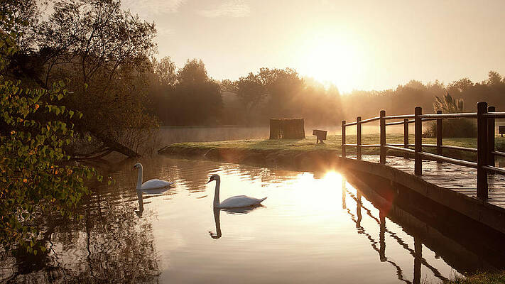 Small Digital Art - France, Pays De La Loire, Small Lake With Swan by Massimo Ripani