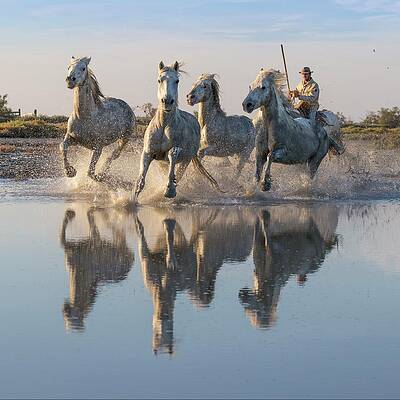 Nature Wall Art featuring the digital art France, Provence-alpes-cote D'azur, Saintes-maries-de-la-mer, Regional Nature Park Of The Camargue, White Horses Are Herded By A Guardian In The Marshes Of The Camargue by Tim Mannakee