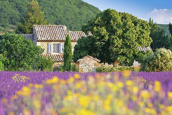 Eurasian Digital Art - France, Provence-alpes-cote D'azur, Vaucluse, A Traditional Stone House Surrounded By Lavender And Wild Flowers Near The Hilltop Village Of Banon by Tim Mannakee
