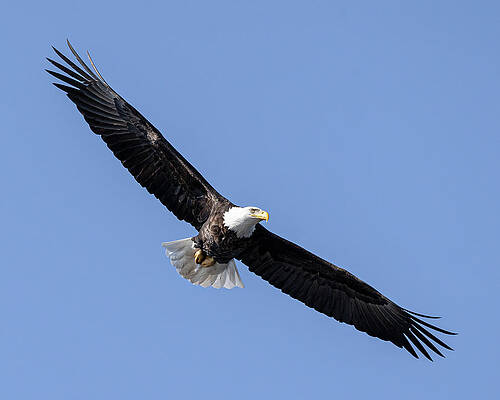 Beautiful Wall Art featuring the photograph Freedom by James Overesch