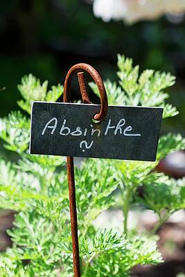 Fresh Absinthe In The Garden With Sign Print