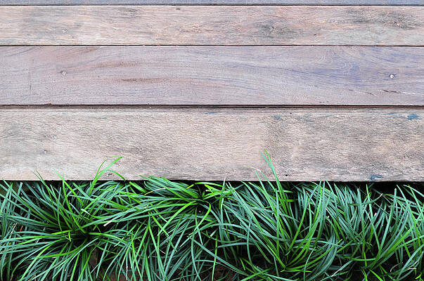 Wall Art featuring the photograph Fresh Green Grass On Wood Background by Primeimages