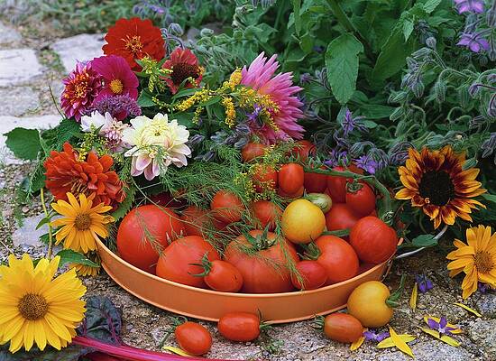 Fresh Tomatoes In Bowl Surrounded By Summer Flowers Print