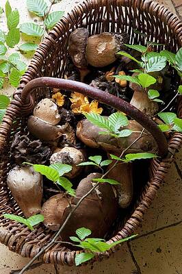 Fresh Wild Mushrooms In A Wicker Basket Print