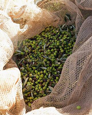 Freshly Harvested Olives In A Catching Net Maremma Natural Park Albarese Print