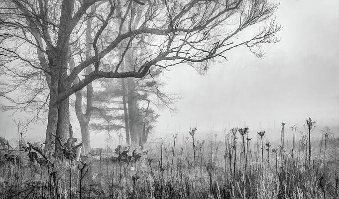 Cade Cove Photograph - Friendly Fog, Black And White by Marcy Wielfaert