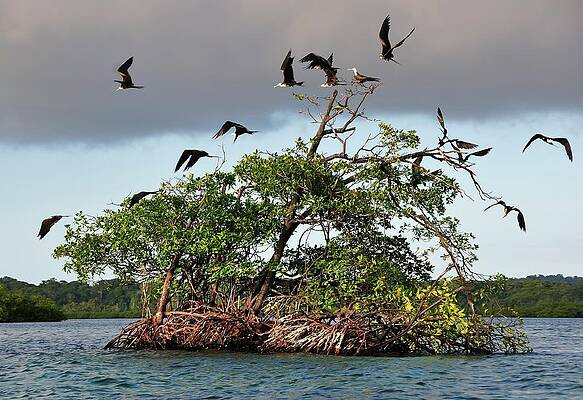 Small Digital Art - Frigate Birds On Small Island by Heeb Photos